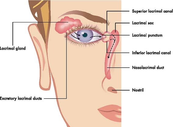 Nasolacrimal pathway for understamding Dry eyes