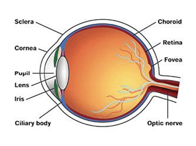 Structure of the human eye.
