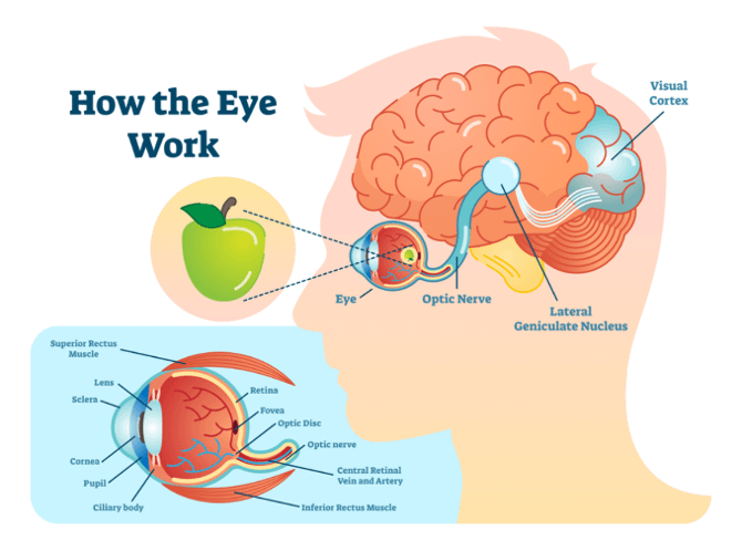 Neuroadaptation: The optic nerve and its pathway in the brain to the visual cortex where vision is generated.