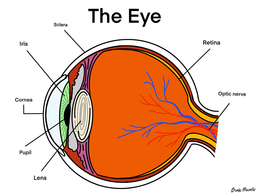Schematic side view of the eye
